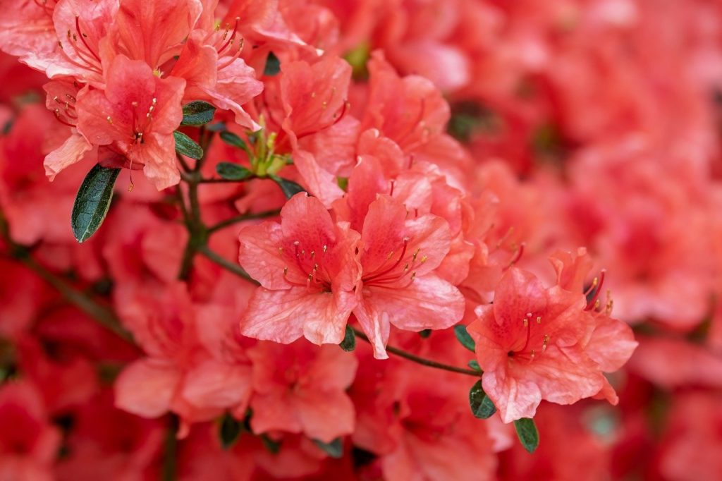 azalea, flower, bloom-3387715.jpg